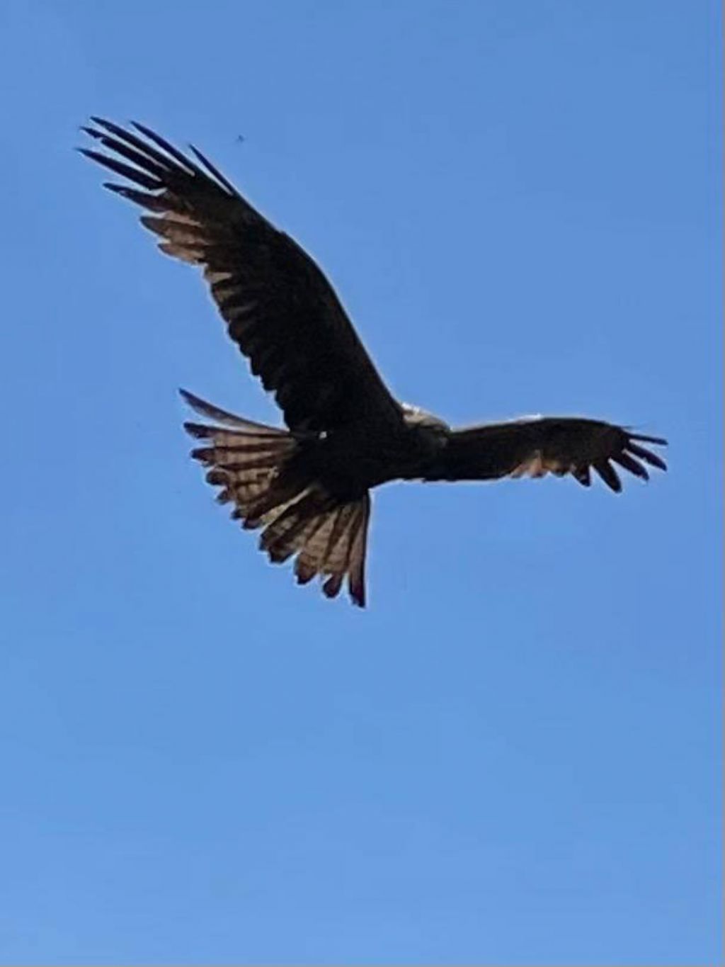 ID Rapace: Nibbio bruno